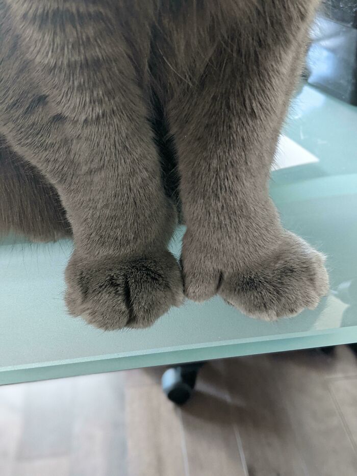 Mi compañera de trabajo mostrando sus patitas