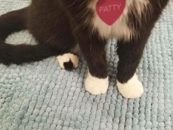 Las patitas de Patty. Tiene un agujero en uno de sus calcetines