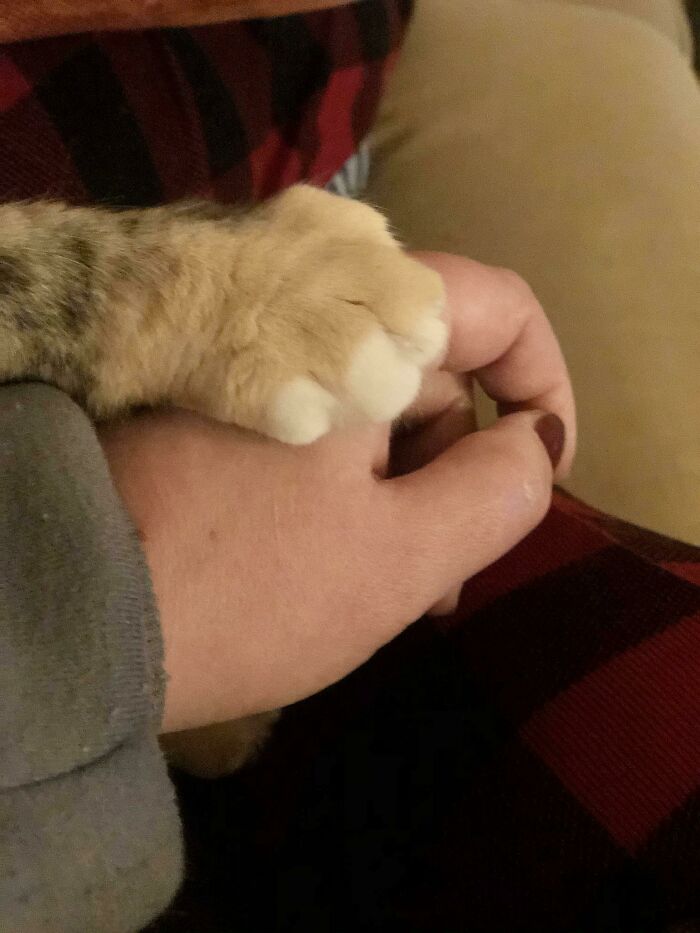 Una patita tranquilizadora