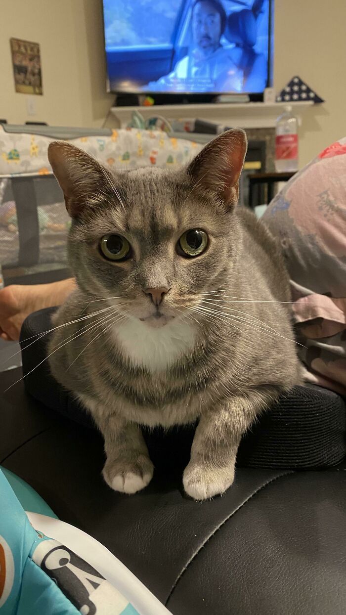 Las diminutas patitas de Parsley colgando