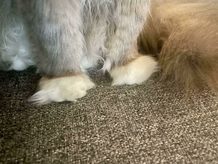 Unas patitas con mucho pelo