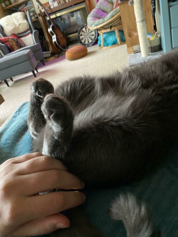 ¿Cuentan las patitas traseras acurrucadas? 