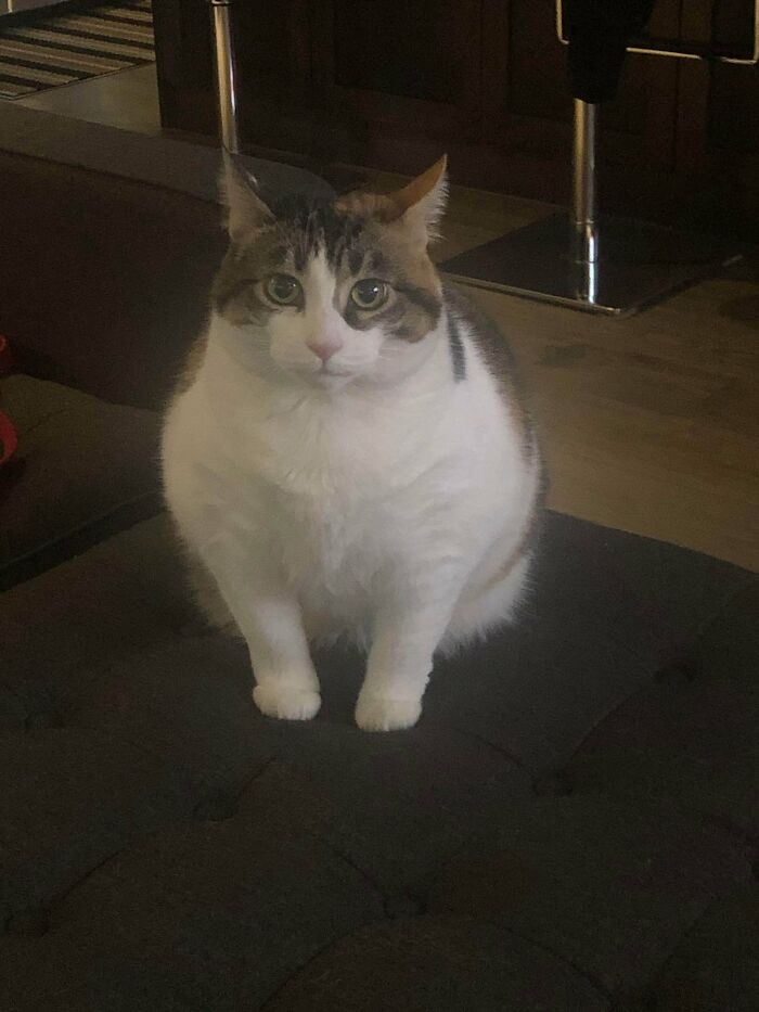 Half Burnt Marshmallow Kankles Looking Very Polite