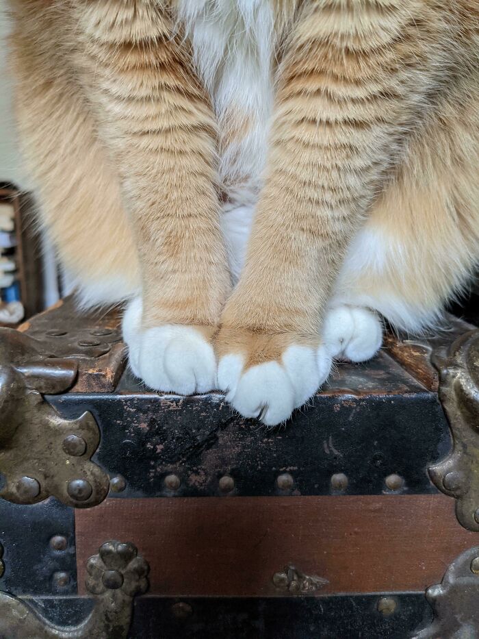¡Más patitas pelirrojas!