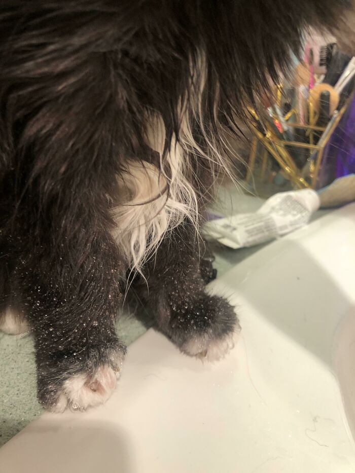 Sabrina Is Drinking From The Sink, And Her Kankles Are Covered With A Fine Mist Of Water That She Flicked All Over The Place