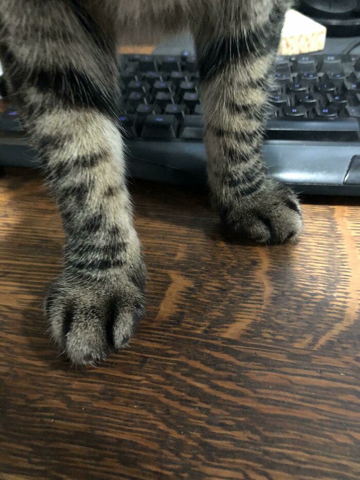 Got ‘Em. Standard Issue Kittykankles