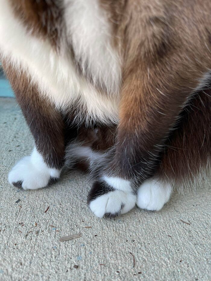 Perfect Caturday For A Bunch Of Kitty Kankles 💜