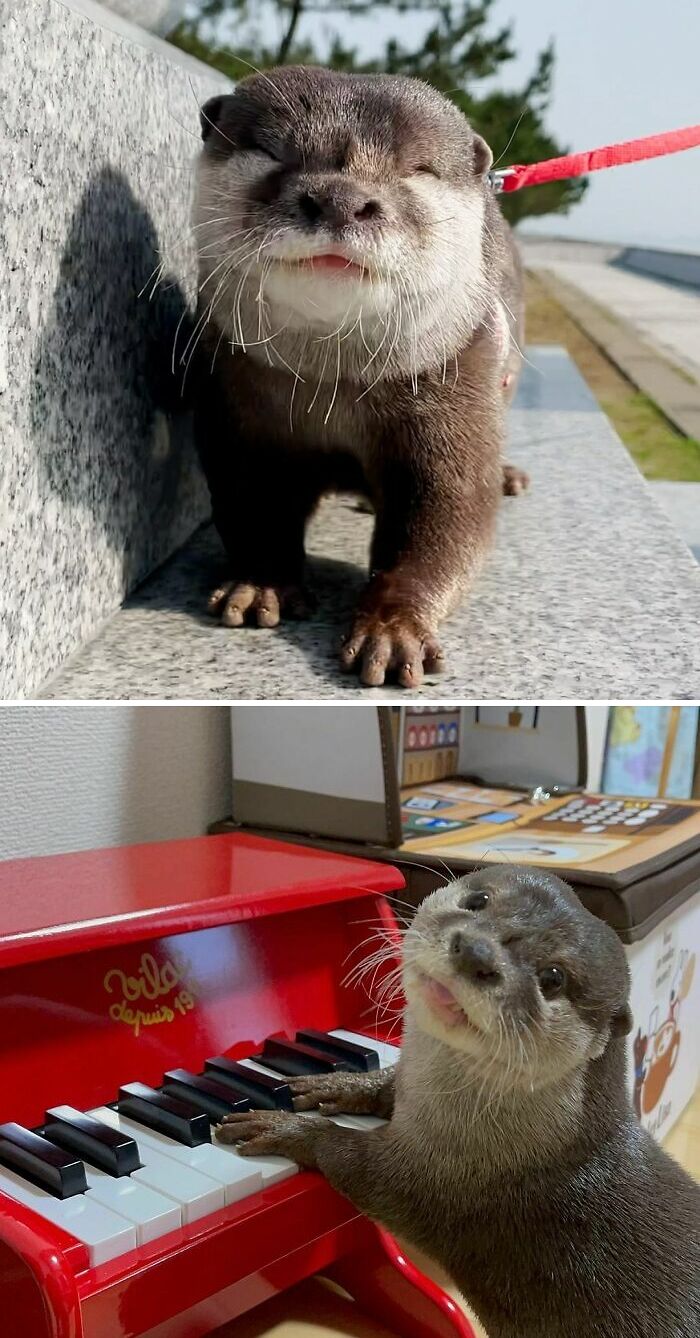 Cute Otter