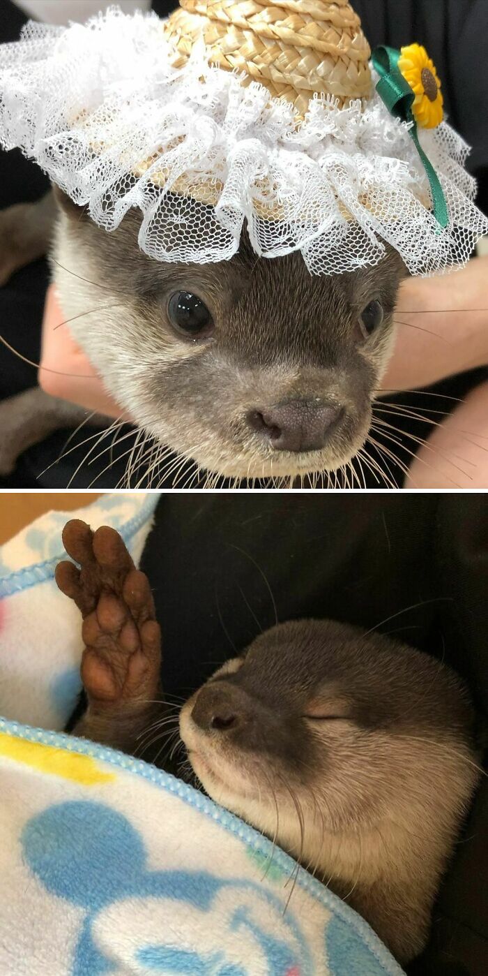 Cute Otter