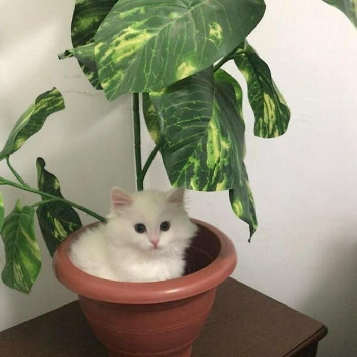 Just Adopted Cotton. Her Favorite Hobbies Are Cosplaying As Plants And Taking Naps In Random Places