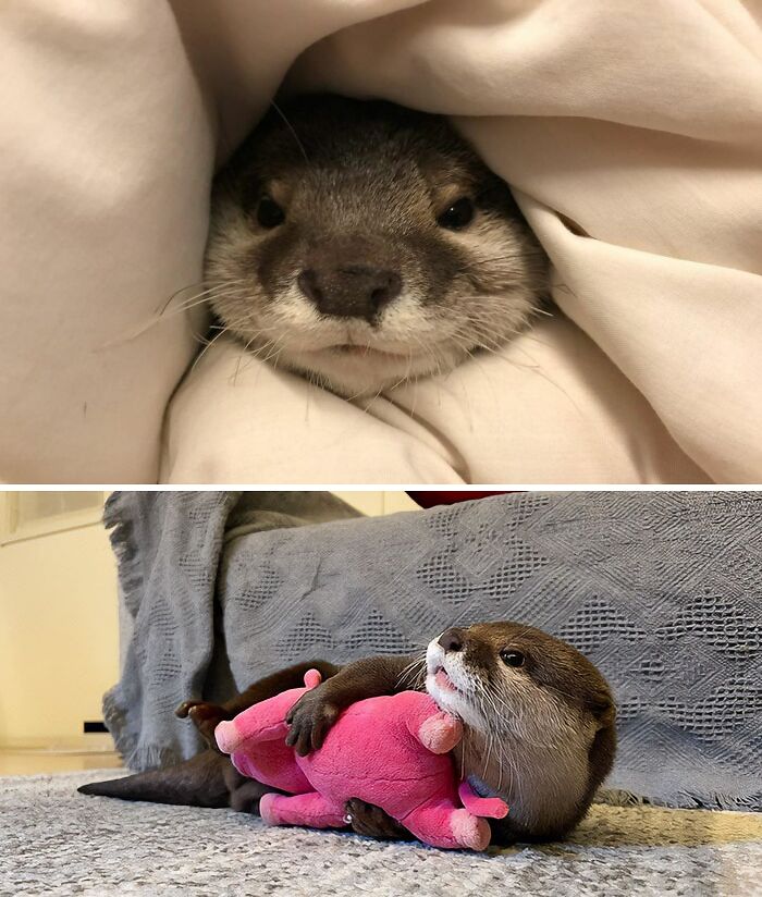 Otter Sakura