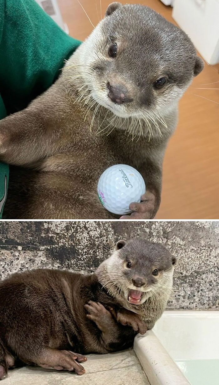 Cute Otter