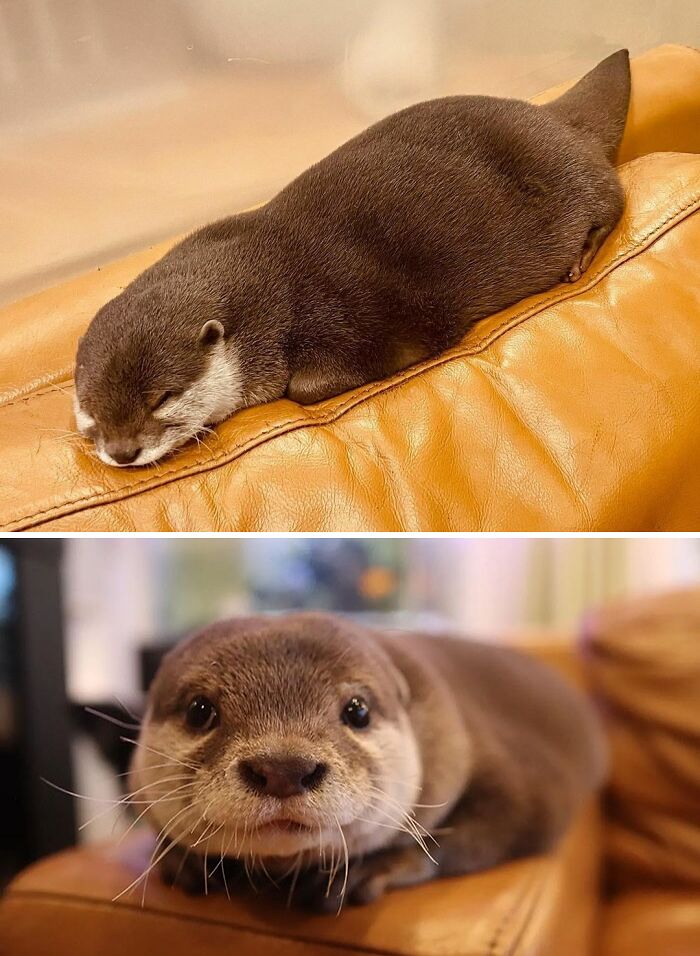Close-up images of a cute otter lounging on a sofa, showcasing its adorable features.