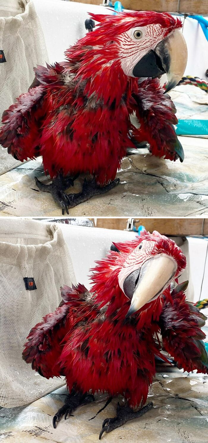 Charles Hates Baths Of Any Kind… Except Rain