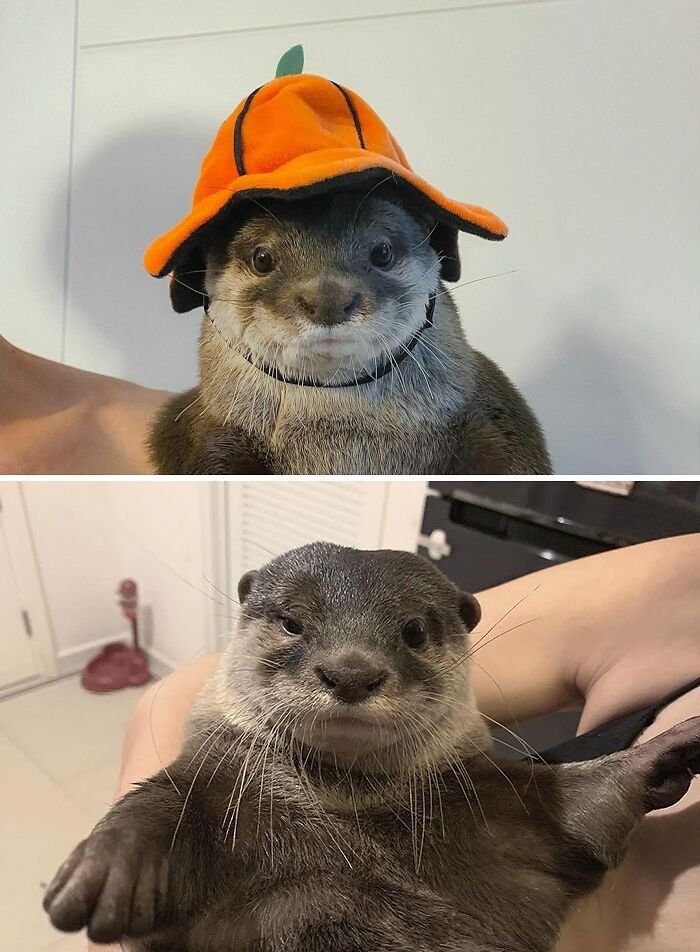 Adorable otters, one wearing an orange pumpkin hat, showcasing their cuteness in two close-up shots.
