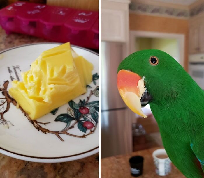I Turn My Back For Two Minutes, And Now I've Got A Butterbirb