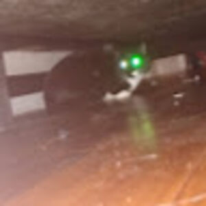 biggiebopbrain avatar