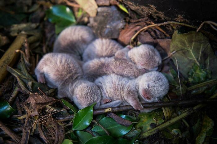 Baby otters sleeping together nestled in leaves, showcasing their cuteness.