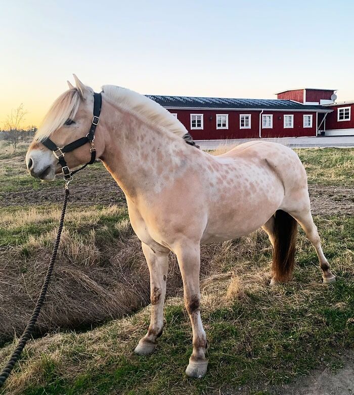 His Color Right Now - In The Fall He's Always White Dotted But This Is The First Time He Is So Yellowish On Ours