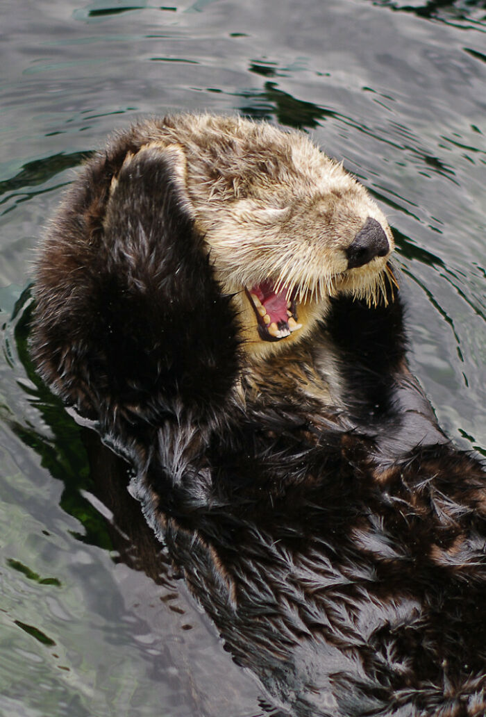 Cute otter lying on its back in water, covering its eyes with paws, showcasing adorable behavior.