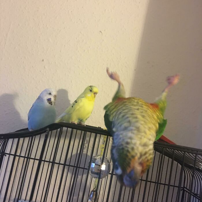two parrots watching on the parrot lying on the top of the cage