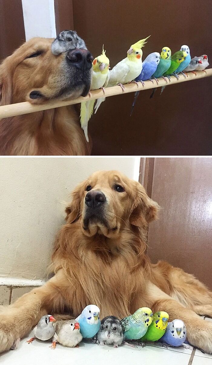 the dog together with a hamster and eight parrots
