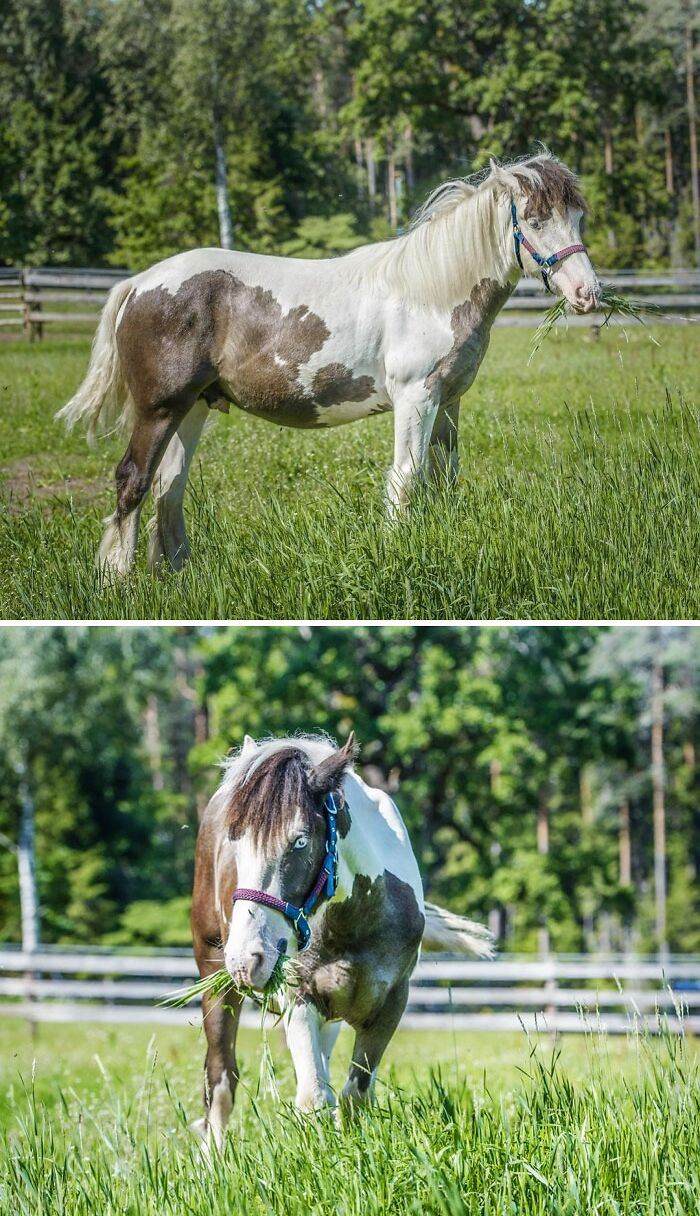 Yesterday Our Young Gypsy Cob Boy Dante Went To His New Home