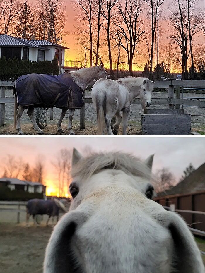 El caballo del vecino viene a saludarme cuando me ve