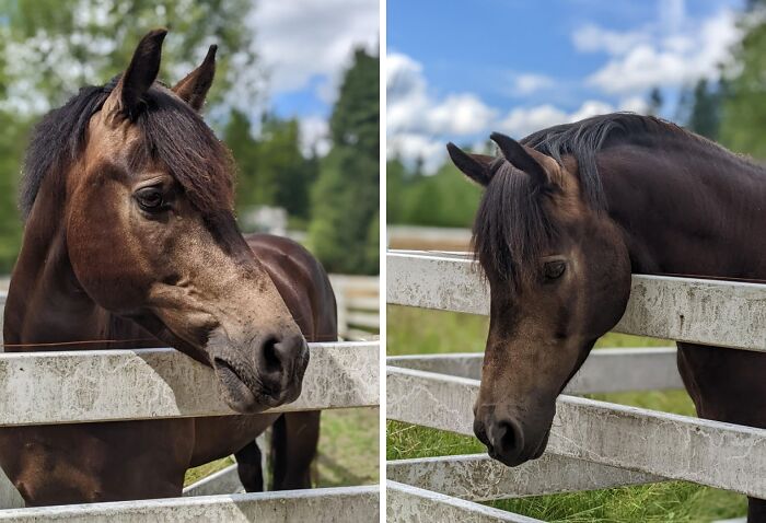 My Beautiful Neigh-Bor