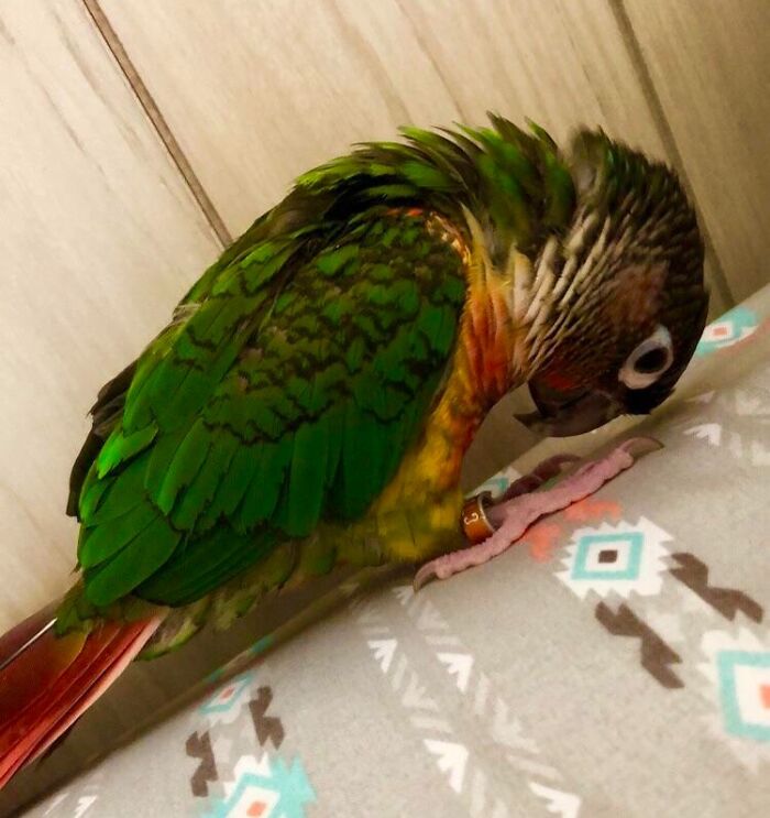 parrot bowing with a ring on his foot 
