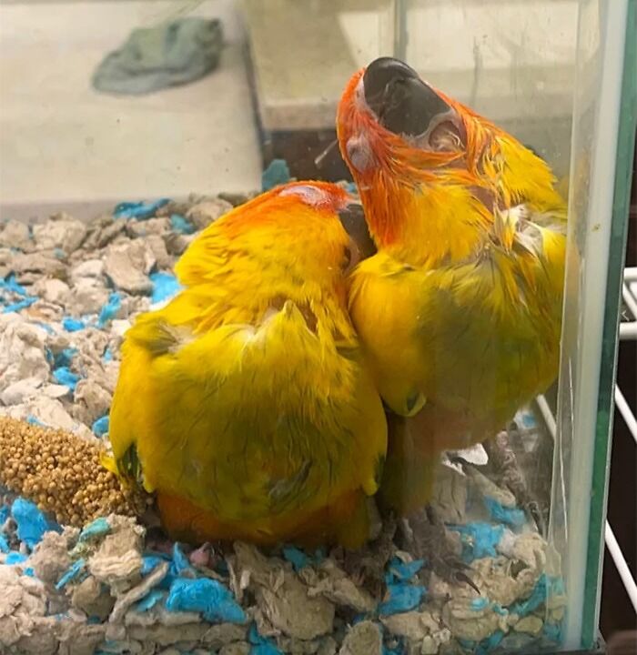 Two Cuties Taking A Nap