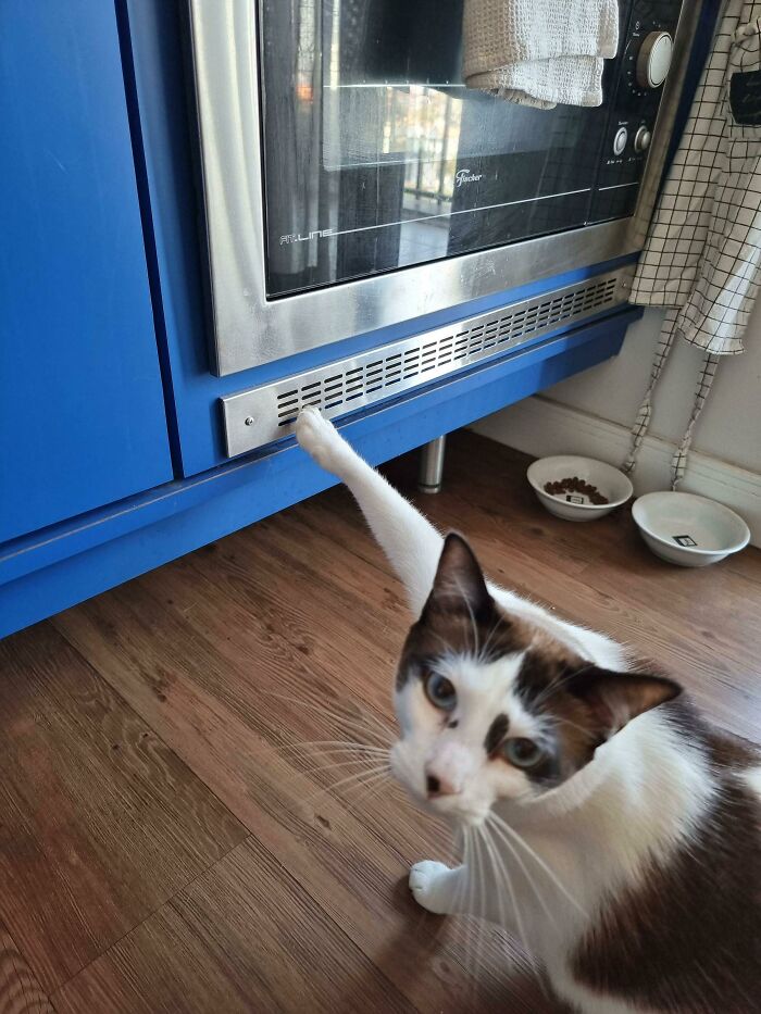 That's A New Place To Get His Claw Stuck