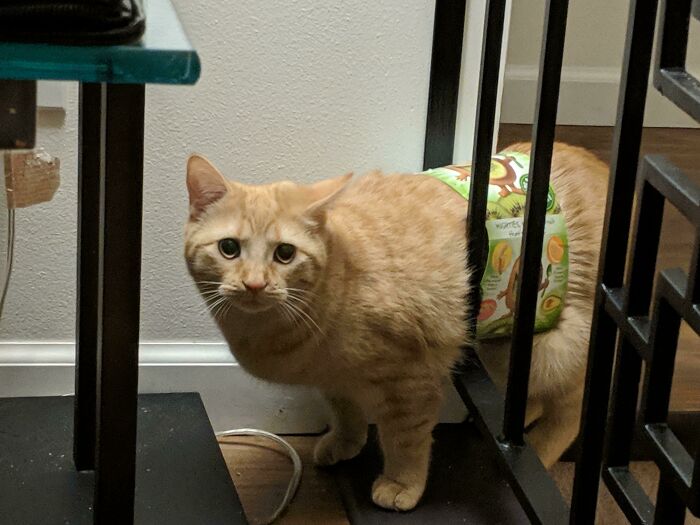 She Was Playing With A Cardboard Wrapper And Got Stuck. I've Never Seen Her So Defeated