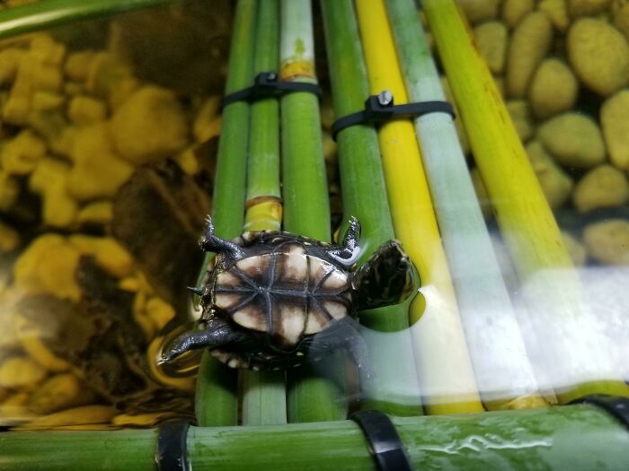 Turtle Stuck (Don't Worry I Helped Him)