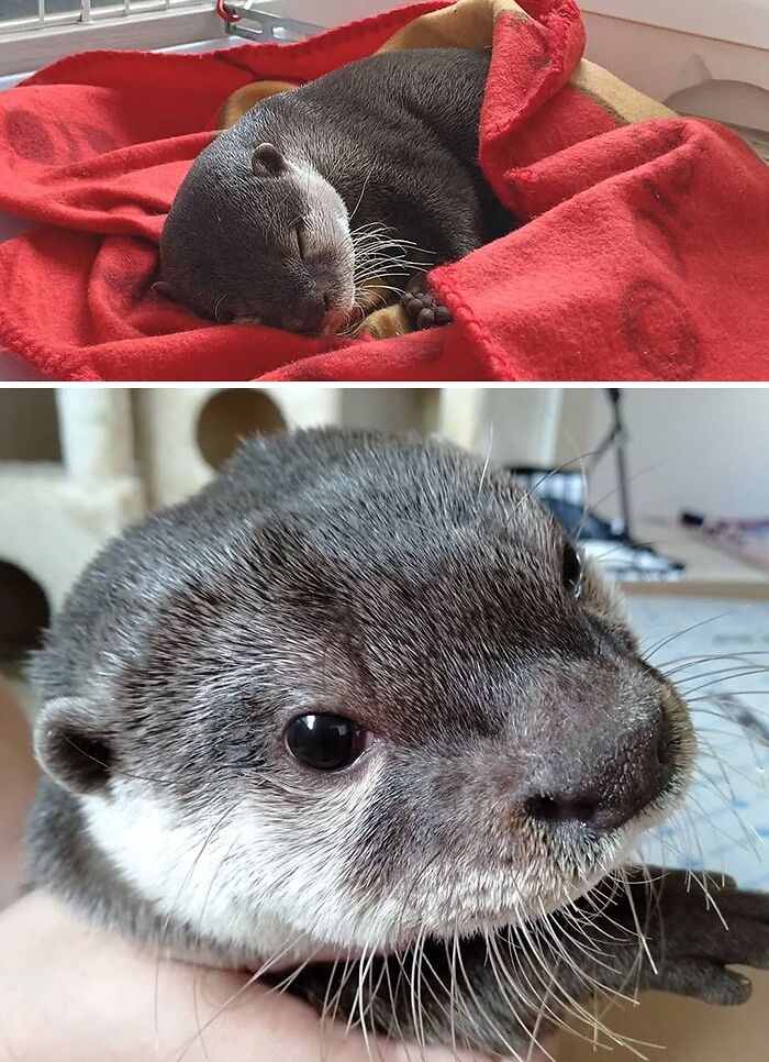 Otter