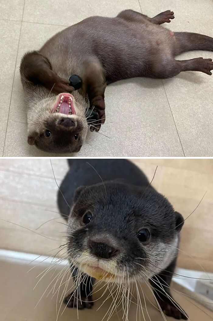 Otter