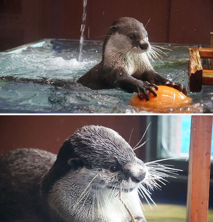 Otters
