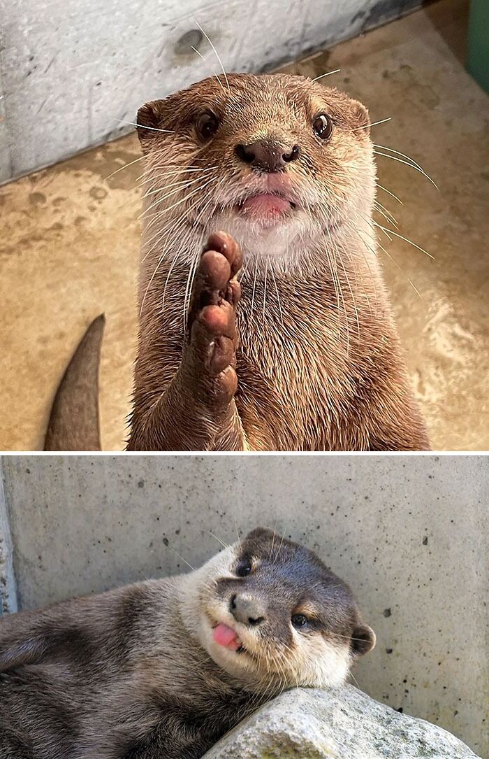 Otter