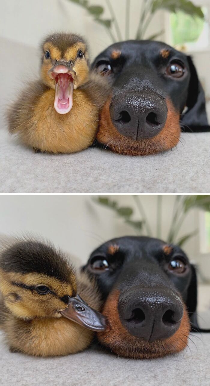 Cute duck and dog cuddling adorably, evoking an "aww" moment.