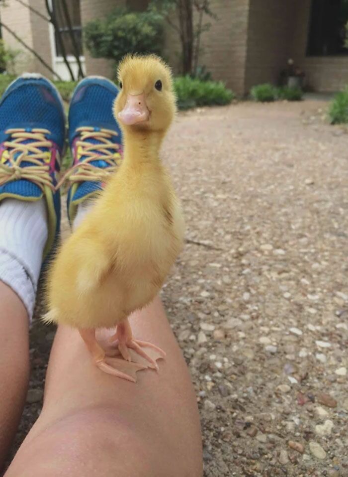 Cute duckling standing on a person's leg, showcasing a moment of adorable interaction.