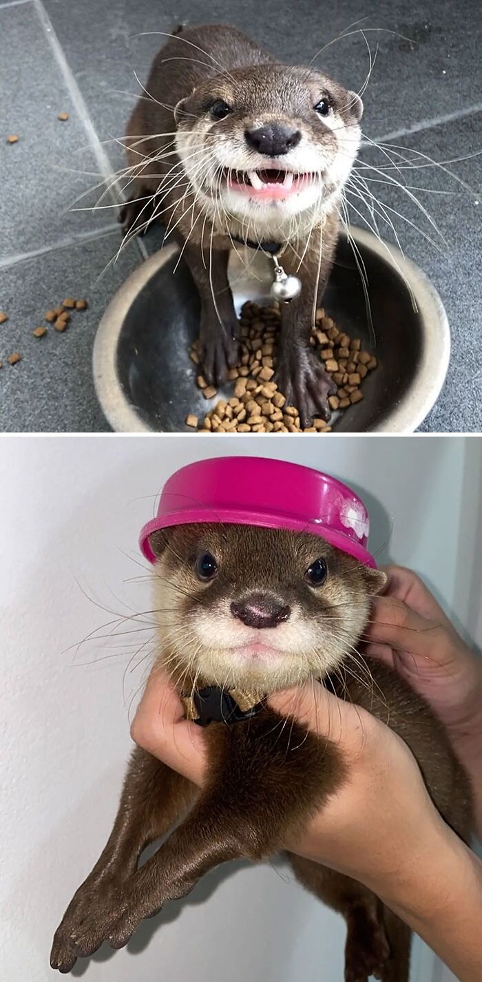Nero The Otter
