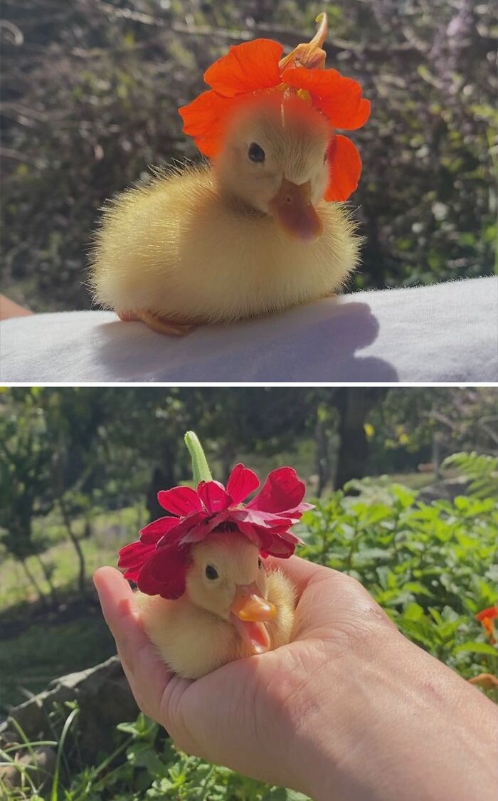 Yellow duckling with a flower on its head, held in a person's hand, outdoors.
