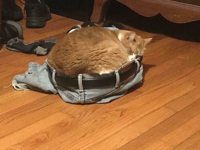 The Family Cat Likes To Sleep In My Pants