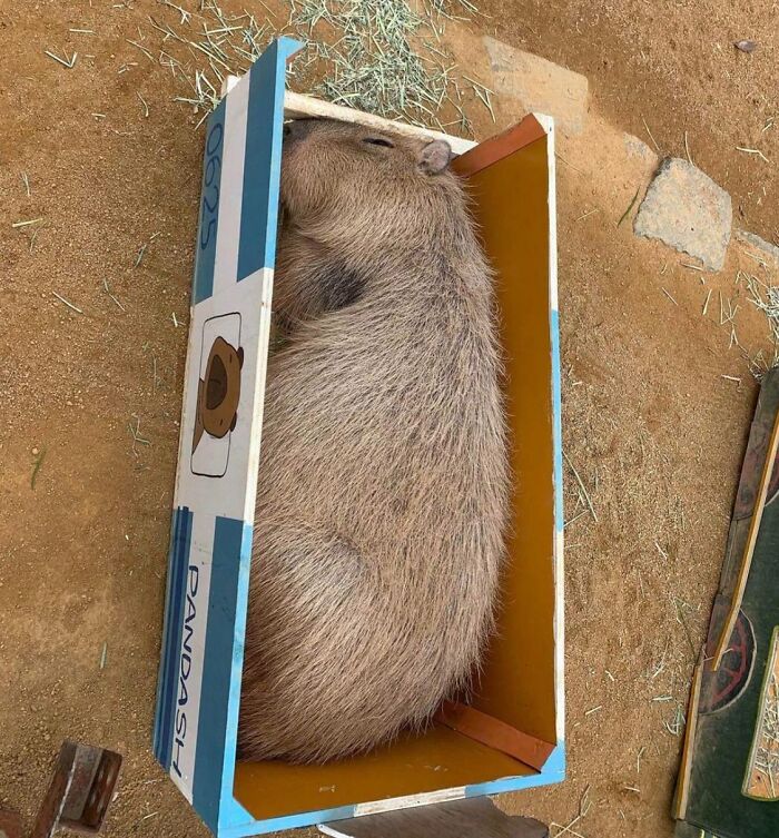 My Furry Friend Is Just Taking A Nap