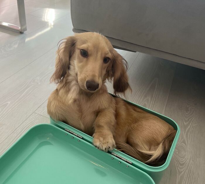 Weird Looking Loaf Of Bread