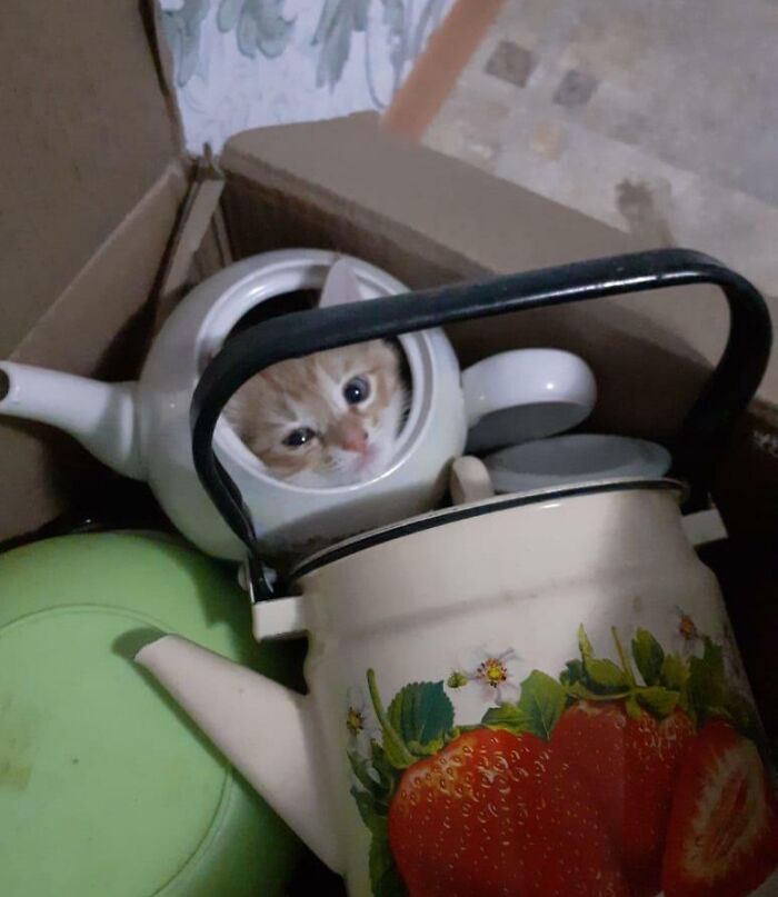 My Sister Couldn’t Find Him Anywhere For 2 Hours