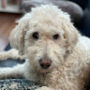 laurenzilberstein_1 avatar