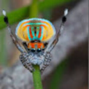 maxwellwalker avatar