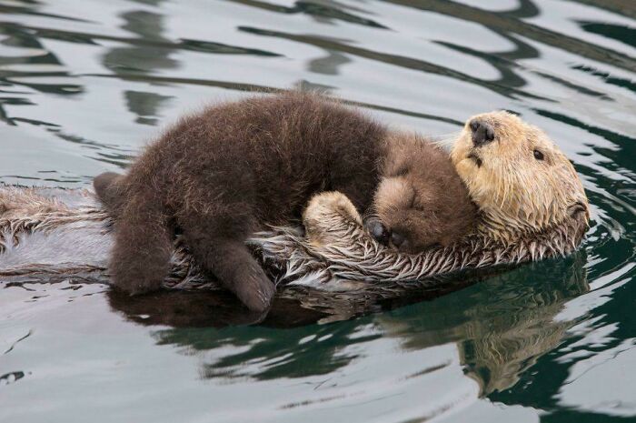 Otters cuddling in water, with a baby otter resting on its parent's belly, showcasing their adorable nature.