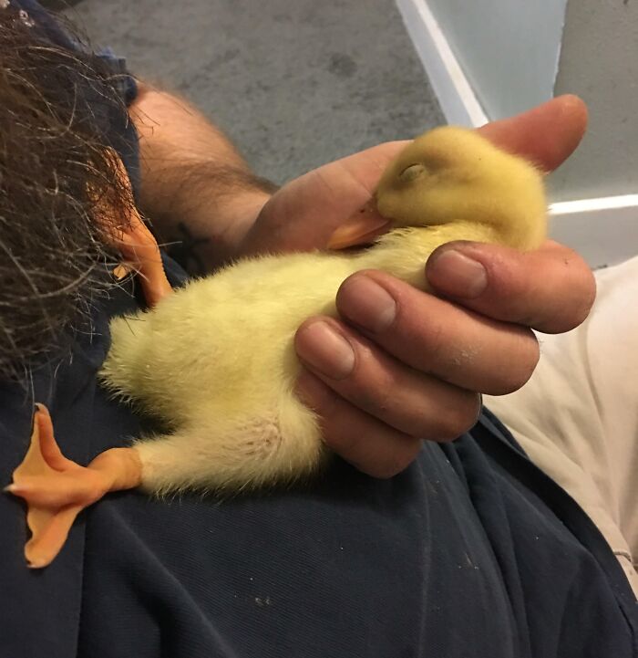 6 Day Old Jumbo Pekin Can't Handle Belly Rubs